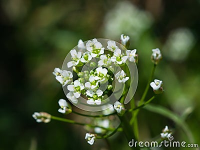 Shepherd`s-purse or Capsella bursa-pastoris flowers close-up, selective focus, shallow DOF Stock Photo