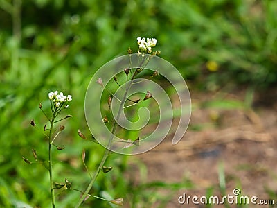 Shepherd`s-purse or Capsella bursa-pastoris flowers and riping fruits close-up, selective focus, shallow DOF Stock Photo