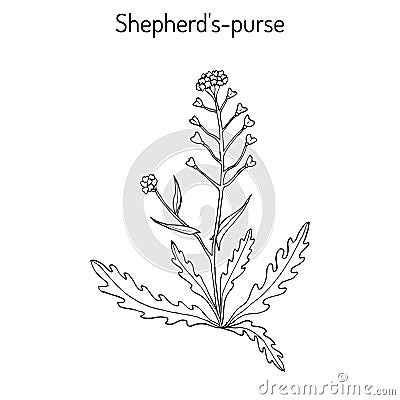 Shepherd s purse Capsella bursa-pastoris , medicinal herb Vector Illustration