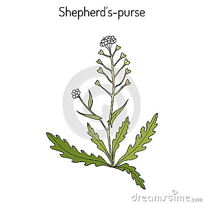 Shepherd s purse Capsella bursa-pastoris , medicinal herb Vector Illustration