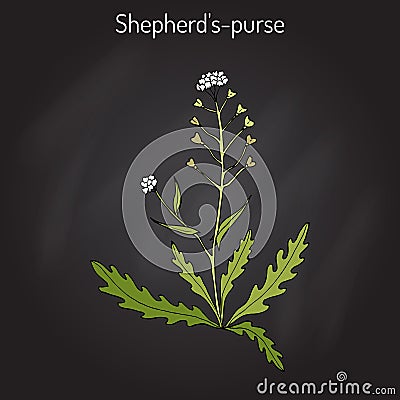 Shepherd s purse Capsella bursa-pastoris , medicinal herb Vector Illustration