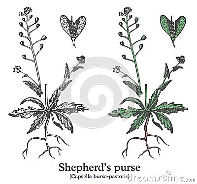 Shepherd's purse. Colorful vector hand drawn plant. Vintage medicinal sketch. Vector Illustration