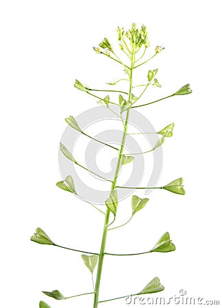 Shepherd`s purse plant or Capsella bursa-pastoris with flowers and fruits isolated on white background Stock Photo