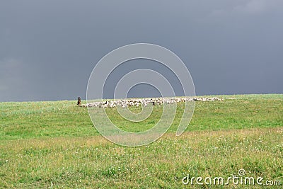 Shepherd with sheep. Flock graze on the hill. Green Hill. Summer season. Stock Photo