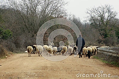 Shepherd and sheeps Stock Photo