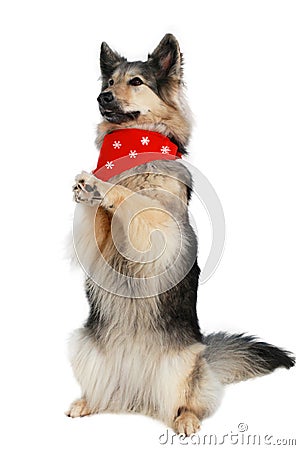 German Shepherd dog sits up and begs Stock Photo