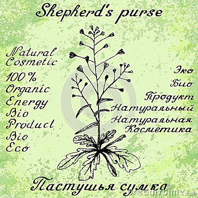 Shepherd's purse hand drawn sketch botanical illustration Cartoon Illustration