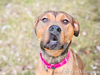 A Shepherd x Terrier mixed breed dog wearing a red collar Stock Photo