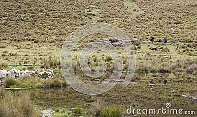 Shepherdess and daughter with sheep in Andes Peru lagoon Editorial Stock Photo