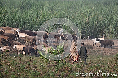 shepherds with flock of sheep and animals in the fields. Editorial Stock Photo