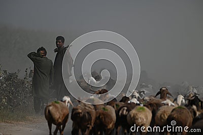 shepherds with flock of sheep in rural areas on Baluchistan Editorial Stock Photo