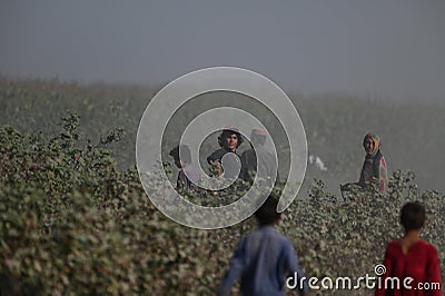 shepherds with flock of sheep in rural areas on Baluchistan Editorial Stock Photo