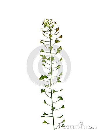 Shepherds purse, Capsella bursa-pastoris Stock Photo