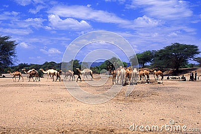 Shepherds Turkana (Kenya) Editorial Stock Photo