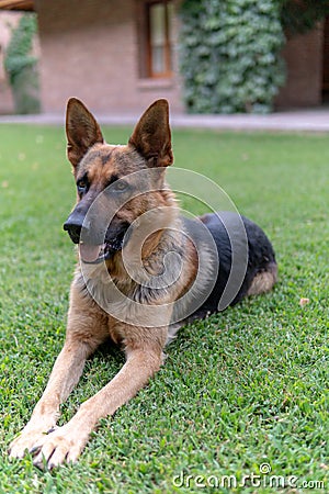 Sherman Shepherd Dog Stock Photo