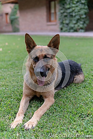 Sherman Shepherd Dog Stock Photo