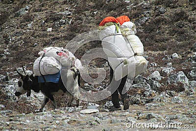 Sherpa porter carry basket in Nepal trekking path Editorial Stock Photo