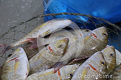 Sherry fish in a basket for sell in market Stock Photo