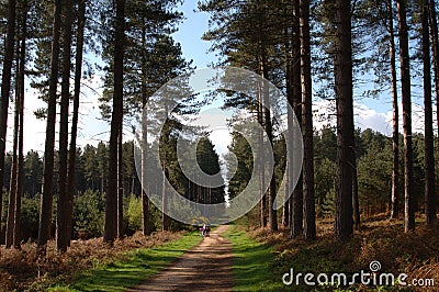 Sherwood forest Stock Photo