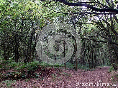 Sherwood Forest Landscape Stock Photo