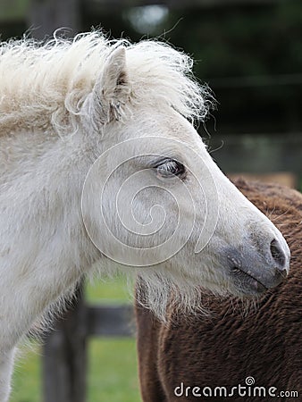 Shetland Foal Stock Photo