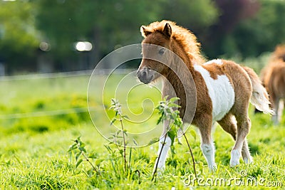 Shetland foal in the meadow Stock Photo