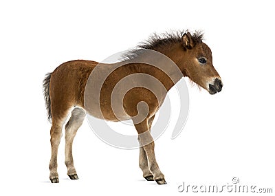 Shetland foal - 1 month old Stock Photo