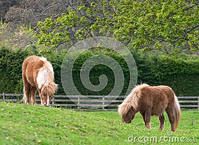 Shetland ponies Stock Photo