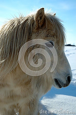 Shetland Pony Stock Photo