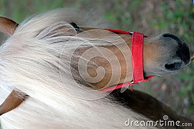 Shetland pony Stock Photo