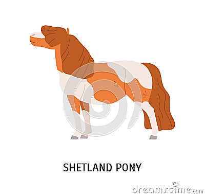 Shetland pony flat vector illustration. Small equine, pedigree hoss, thiller, undersized horse. Equestrian sport, animal Vector Illustration