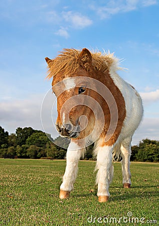 Shetland Pony Stock Photo