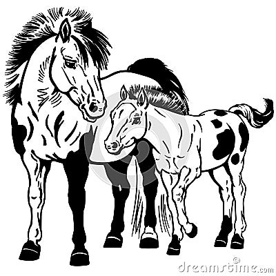 Shetland pony mare with foal. Black and white Vector Illustration