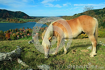 Shetland pony, schliersee health resort Stock Photo