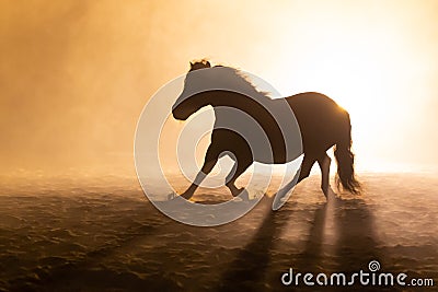 Shetland pony in smokey setting Stock Photo