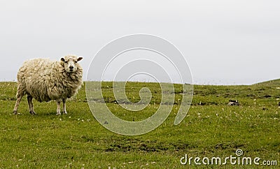 Shetland sheep Stock Photo