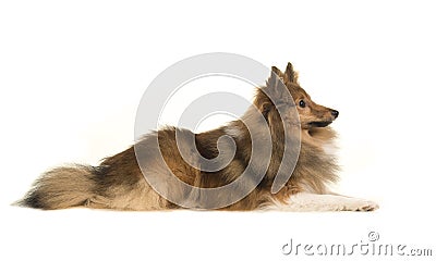 Shetland sheep dog seen from the side Stock Photo