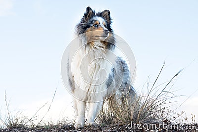 Shetland sheepdog Stock Photo