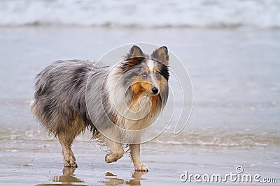 Shetland Sheepdog Stock Photo