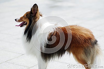 Shetland sheepdog Stock Photo