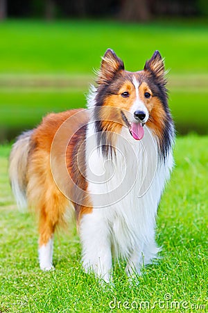 Shetland sheepdog 2 Stock Photo