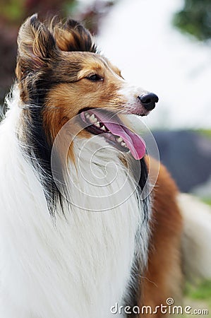 shetland sheepdog Stock Photo