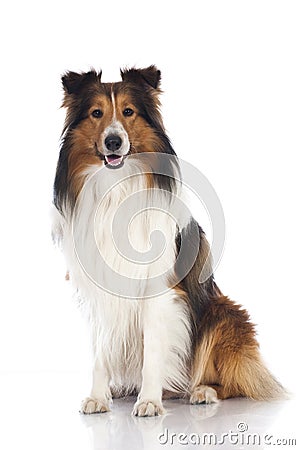 Shetland sheepdog Stock Photo