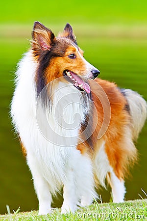 Shetland sheepdog 3 Stock Photo