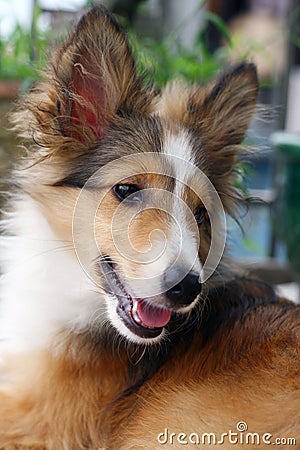 Shetland Sheepdog Stock Photo