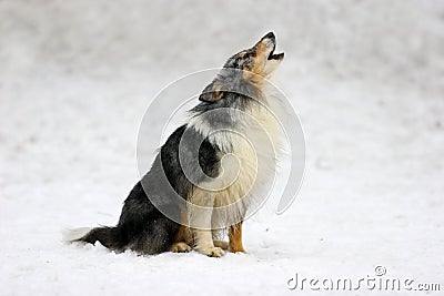 Shetland Sheepdog Stock Photo