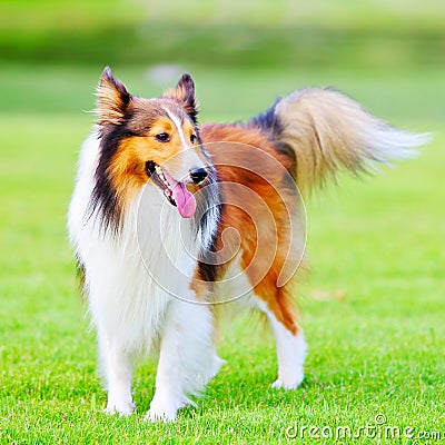 Shetland sheepdog 6 Stock Photo