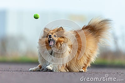 Shetland sheepdog catches a little ball Stock Photo