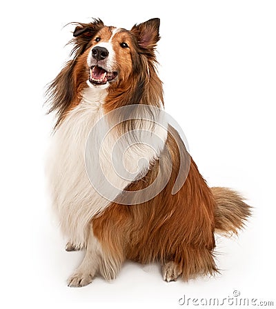 Shetland Sheepdog Isolated on White Stock Photo