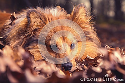 Shetland Sheepdog lies in brown foliage Stock Photo